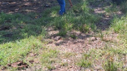 IAD promueve producción de coco en Puerto Plata; continúa asistencia técnica