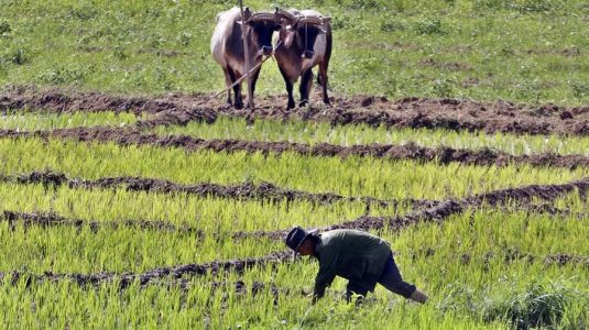 La FAO alerta del efecto «grave» de la crisis de combustible de Cuba sobre la agricultura